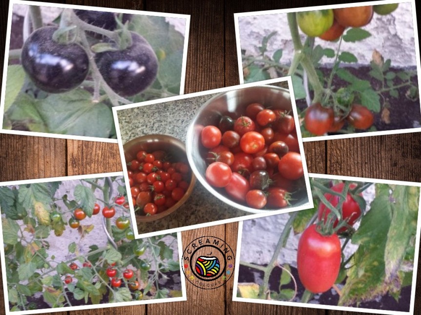 Collage Tomaten